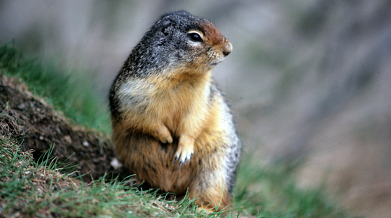 Colour photograph of ground squirrel standing at entrance to den in area cleared by avalanches