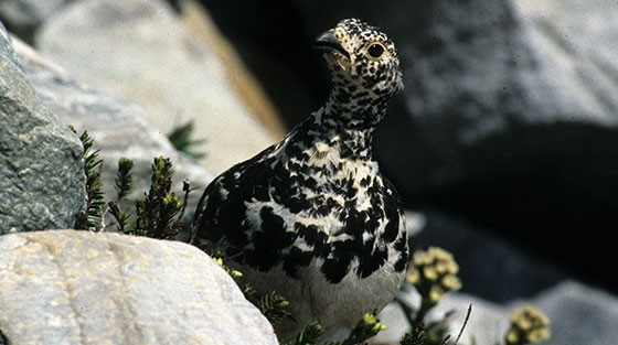 Photo en couleur d'une vue rapprochée d'un oiseau tacheté noir et blanc qui est dissimulé dans des roches laissées derrière par une avalanche.