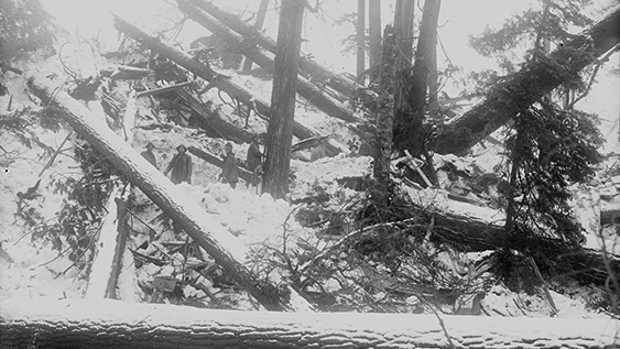 Quatre hommes posent pour la photo en noir et blanc sur le flanc de la montagne parmi des arbres fauchés par une avalanche.